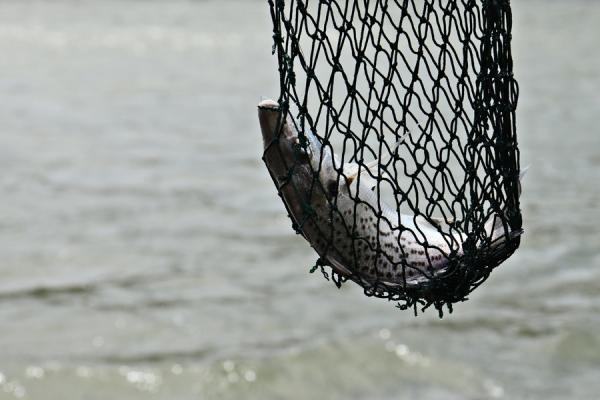 Фото: freepik.com |  Иностранцы планируют захватить рыбную отрасль России?