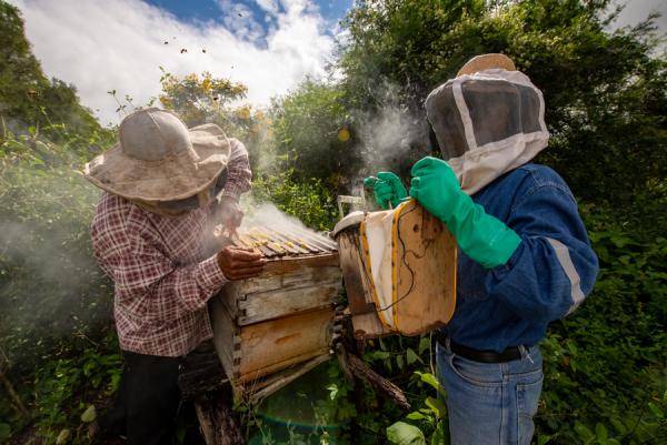 Фото: freepik.com |  Приморские пчеловоды оказались в замкнутом круге