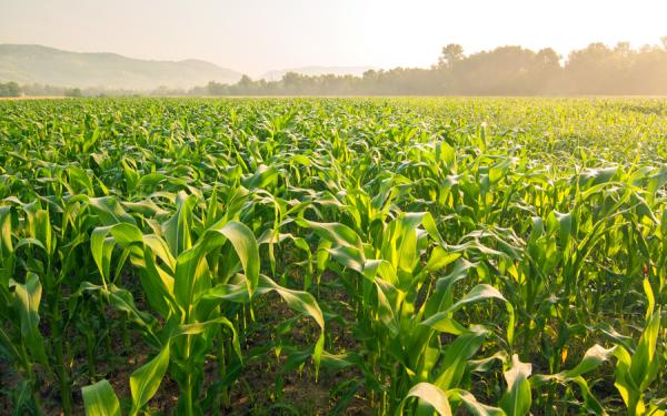 фото: stock.adobe.com |  Жаток путь фермеров. Санкции ударили по кукурузе