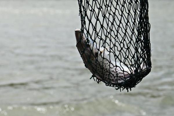 «Мы ловим больше, а зарабатываем меньше»: рыбаки тонут в кредитах