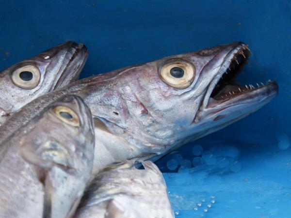 Фото: freepik.com |  Море проблем: рыбопромышленники в шоке от госрегулирования