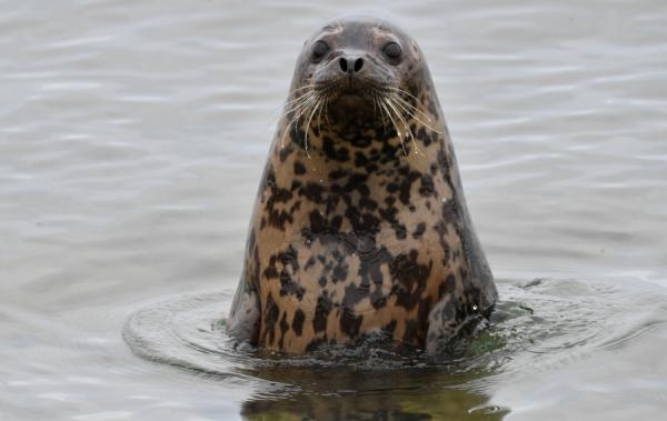 Фото: «Восточный Порт» |  «Восточный Порт» и ДВО РАН подвели итоги работы по изучению тюленей-ларг