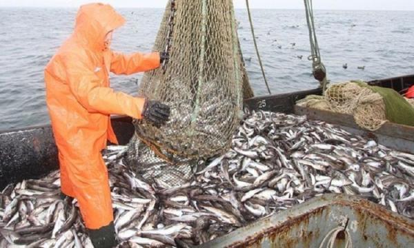 фото KONKURENT |  В УФНС по Приморскому краю обсудят вопрос минимизации налоговых рисков в рыбной отрасли