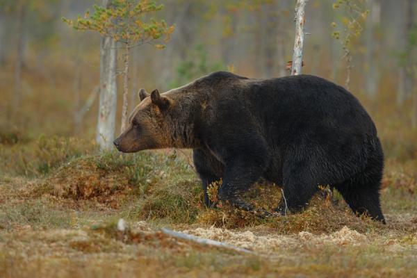 Фото: freepik.com |  В Приморье разрешили отстрел тысячи медведей и оленей