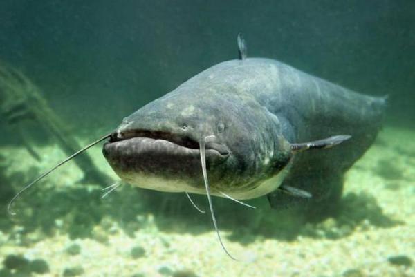 фото: ru.wikipedia.org |  В этой рыбе много паразитов. Роскачество предупредило россиян