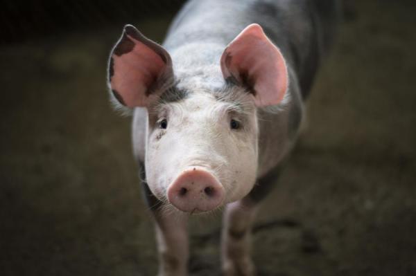 фото pixabay.com |  Китай снимает ограничения на российскую свинину