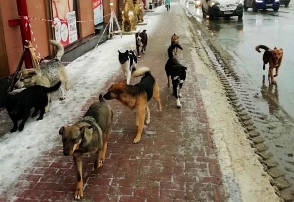 фото: vk.com |  Пять протоколов по фактам нарушений правил выгула домашних животных составили во Владивостоке в этом году