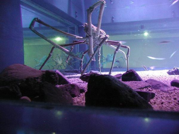 фото: ru.wikipedia.org |  Изъятые у «Тефиды» глубоководные крабы выставлены на аукцион
