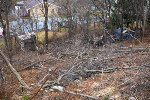 фото: А. Котлярова/vlc.ru |  Мэрия Владивостока оценит ущерб от вырубки 70 деревьев на улице Днепровской