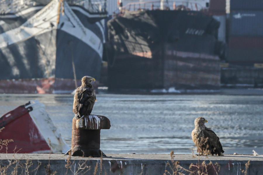 В Москве вынесли решение по экологическому ущербу в бухте Золотой Рог