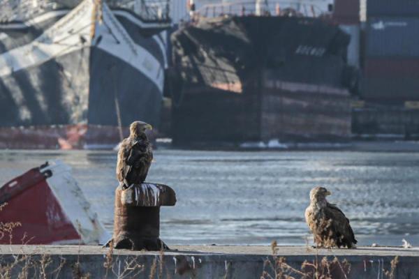 фото: Т. Меель/PRIMPRESS |  В Москве вынесли решение по экологическому ущербу в бухте Золотой Рог