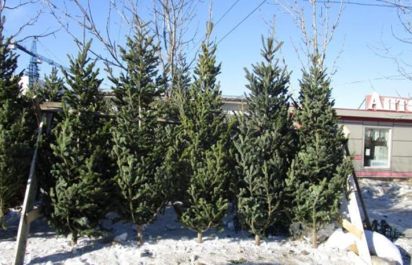 фото: vlc.ru |  Жителей Владивостока призывают покупать елки только на законных елочных базарах