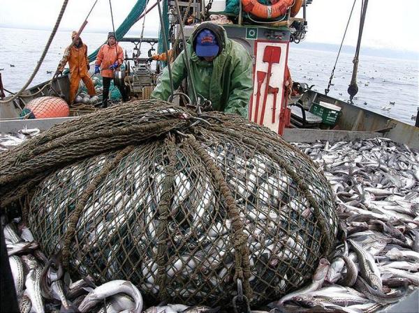 фото: с сайта Росрыболовства |  Дождались. Цены на рыбу снижаются из-за хорошего улова