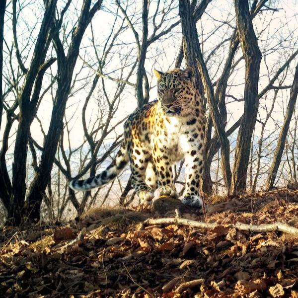 фото: пресс-служба национального парка «Земля леопарда» |  Жители Приморья могут дать имя маме семейства дальневосточных леопардов