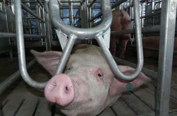 primorsky.ru |  Известный на все Приморье производитель свинины хочет прописаться на острове Русском