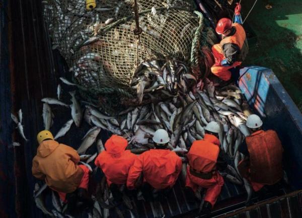 фото: с сайта Росрыболовства |  Российскую рыбу пустят по другому миру. Что натворили США и Евросоюз
