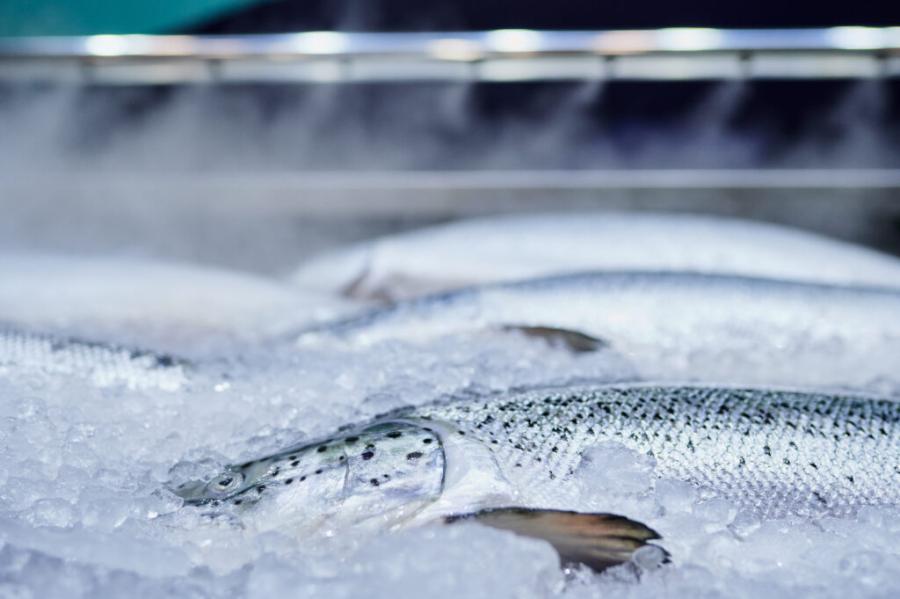 Импортную рыбу распотрошат на пошлины. Чтобы защитить внутренний рынок