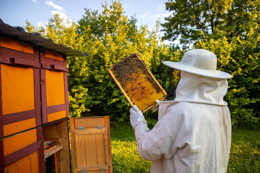 Чиновники стучатся в пчелиный улей