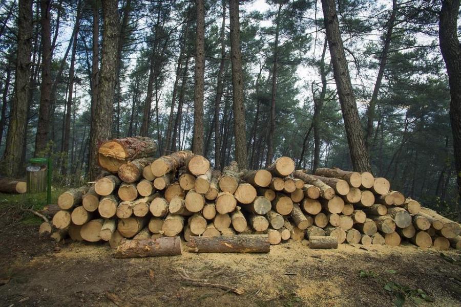 Лесопромышленников порубят на штрафы. Водятся новые санкции