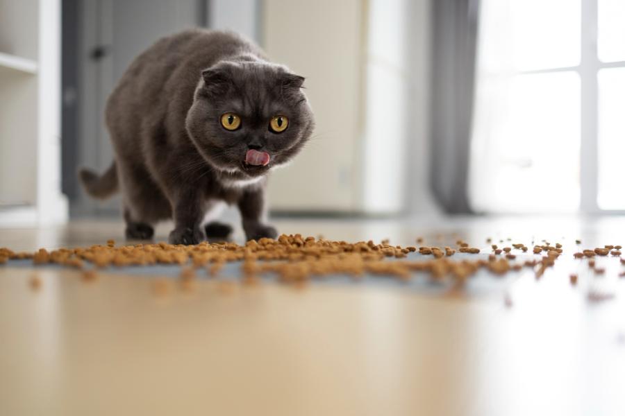 «Коты обижаются». Россельхознадзор объяснил санкции против импортных кормов