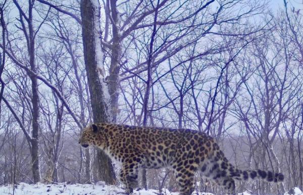 Фото: Национальный парк "Земля леопарда" |  ВТБ подводит итоги конкурса по выбору имени леопарда