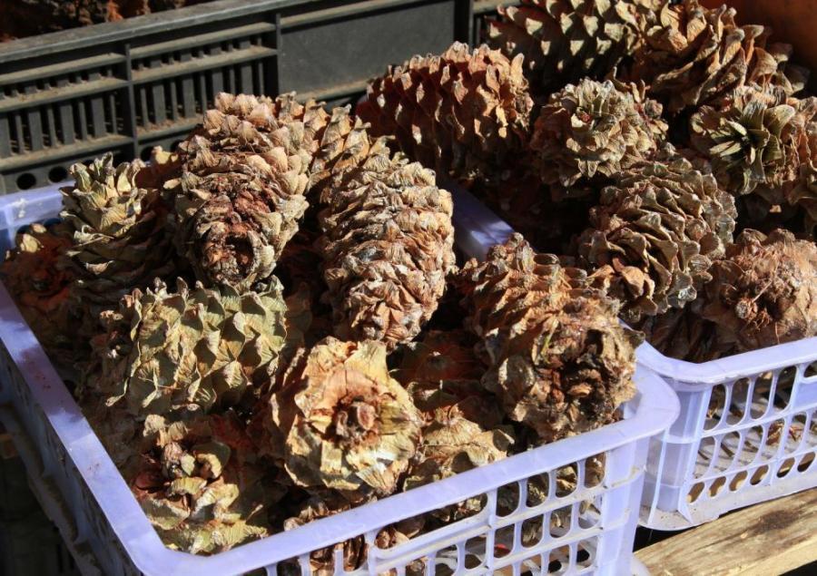 Известный на все Приморье заготовщик кедрового ореха раскололся