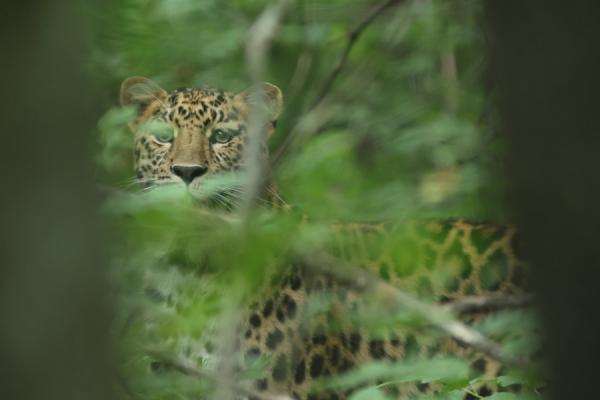 Фото предоставлено пресс-службой нацпарка «Земля леопарда» |  ВТБ: дальневосточный леопард вышел к сотрудникам нацпарка «Земля леопарда»