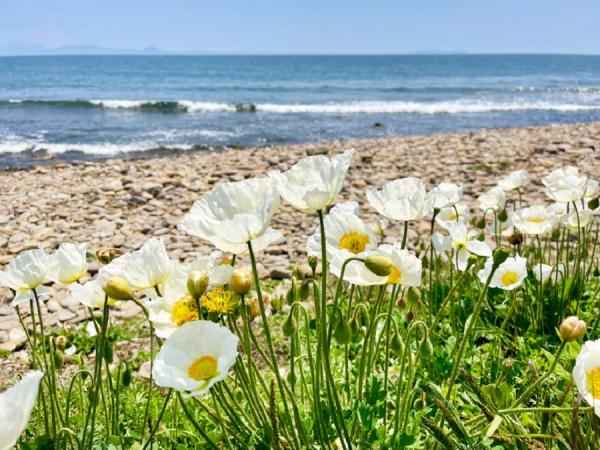 МТС / Ирина Овчинникова |  Интернет в бухте сёрферов и белых маков во Владивостоке ускорен на треть