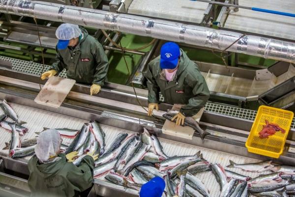 фото: с сайта Росрыболовства |  Росрыболовство переработало огромный штраф «Русского минтая»