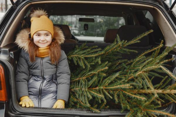 Фото: freepik.com |  Думы о штрафах: незаконная продажа елей и цветов мучает депутатов Владивостока