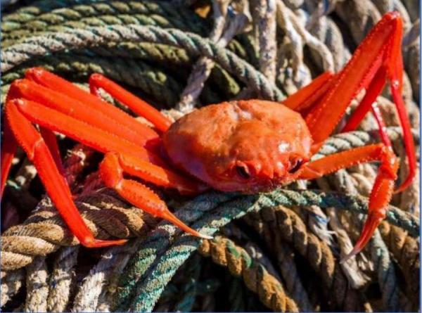 фото KONKURENT |  Готовую продукцию «Восток-1» заморозили до лучших времен