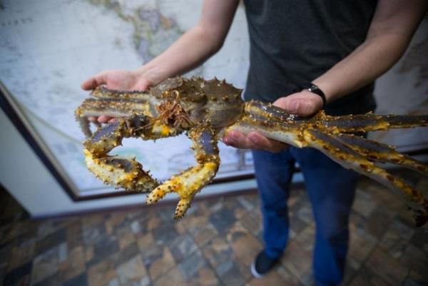 фото KONKURENT |  «Примкраб» залег на дно из-за «Акванавта». И заплатит за это