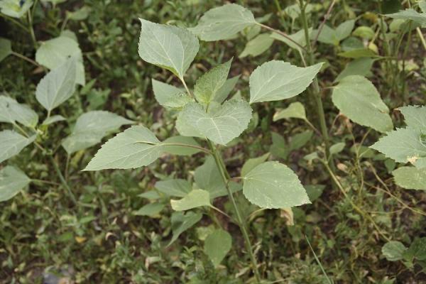 В Приморье определились с опасными растениями