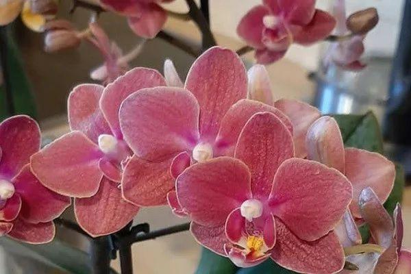 ВТБ поможет вырастить сибирские орхидеи и хризантемы