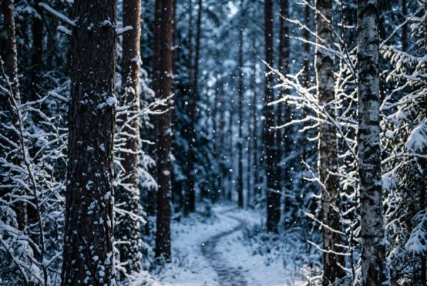 Конец потеплению? Россиян предупредили о возвращении снегопадов