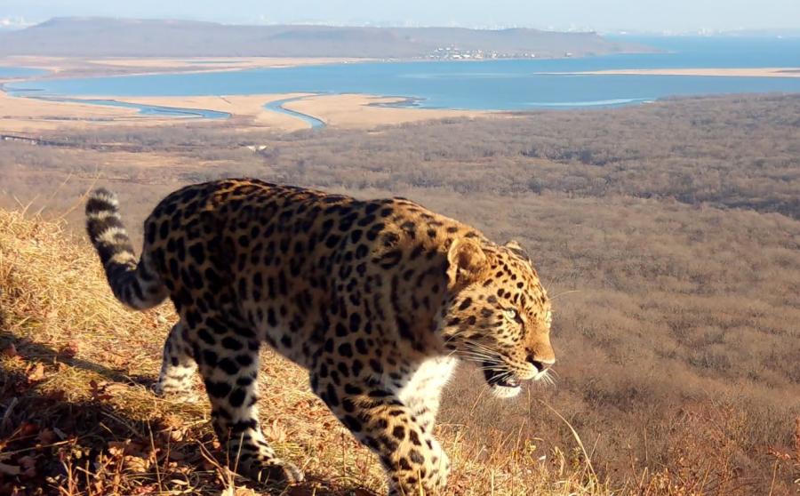 фото: пресс-служба ВТБ |  ВТБ выбирает имя для третьего котёнка дальневосточного леопарда