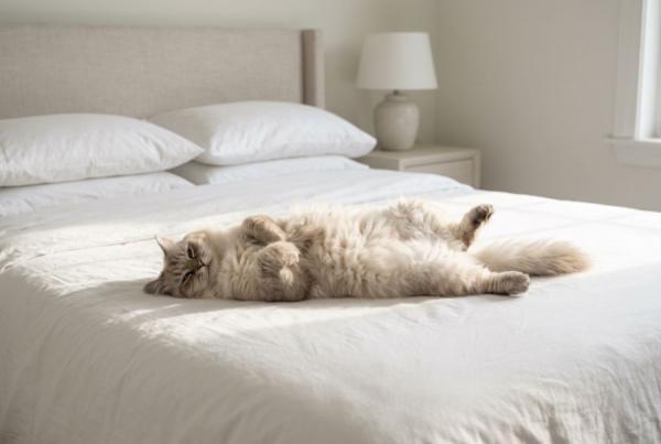 Заплатить, чтобы просто выспаться: в России стремительно растет спрос на новый вид отдыха