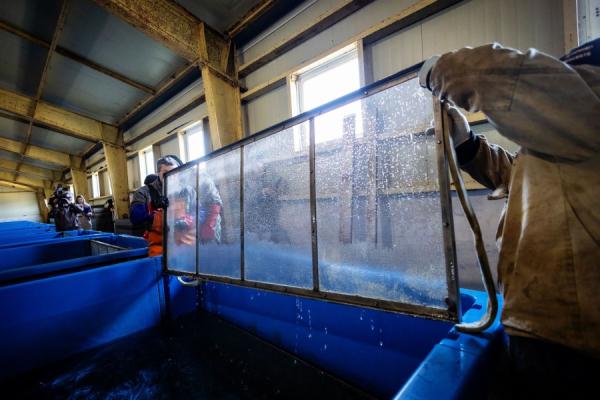 ВМТП выпустил молодь кеты в дальневосточные моря