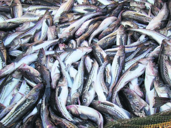 фото: ТИНРО |  Цены на минтай уходят в отрыв