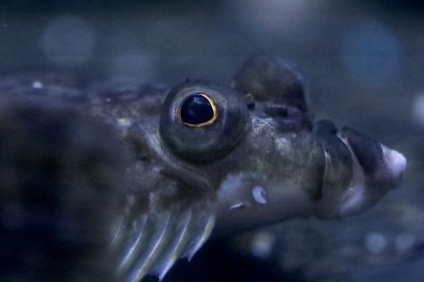 фото: Приморский океанариум |  Рыбы–обереги и священные блюда. Астральные обитатели Японского моря